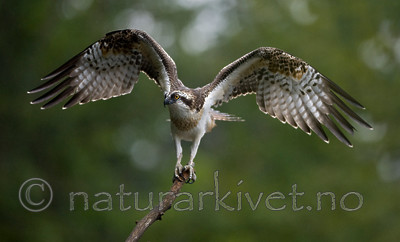 BB 12 0054 / Pandion haliaetus / Fiskeørn